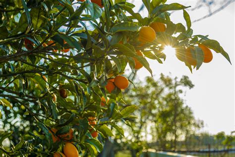 South Africa Suspends Citrus Exports To Eu After The Discovery Of Pest