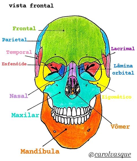 Ossos Da Cabeca Nomes Dos Ossos Do Cranio Biologia Infoescola Images