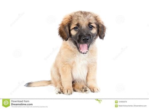 Puppy Of A Golden Retriever Shepherd Funny Cute Dog
