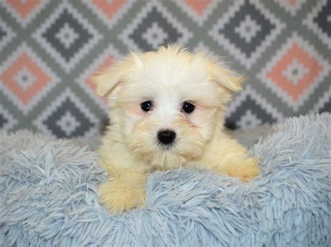 Maltese Dog Female White 3154776 Petland Dunwoody