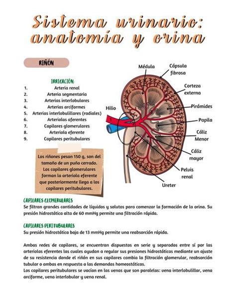 Sistema Urinario Anatomía Y Orina Fisiología Renal Udocz