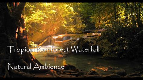 Tropical Rainforest Waterfall Nature Sounds And Bird Song For