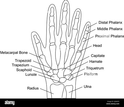Human Hand Bones Anatomy With Descriptions Hand Parts Structure Human