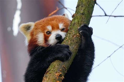 Red Panda Climbing A Tree
