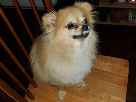 Meet Luna One Ugly Pomeranian She Is Dont Lie But We Love Her