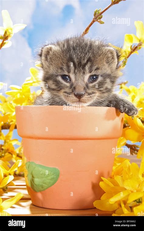Tabby Kitten In A Flower Pot Stock Photo Alamy