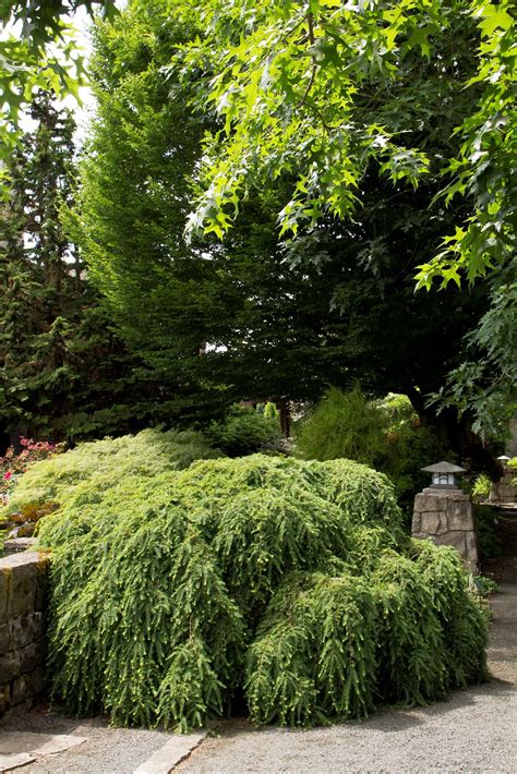 Sargent's Weeping Hemlock | Conifers garden, Monrovia plants, Plants