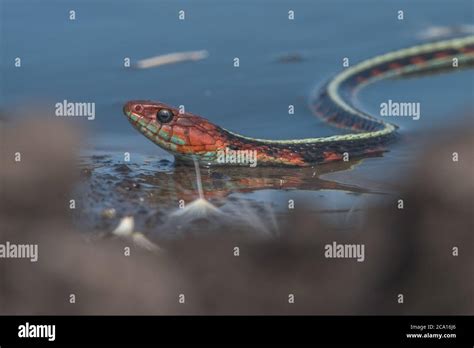 A California Red Sided Garter Snake Thamnophis Sirtalis Infernalis