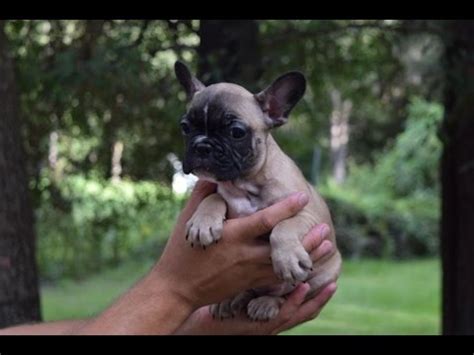 French bulldog · atlanta, ga. French Bulldog puppy for Sale, Female Flower, French ...