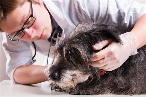 Warning Signs Your Pet Should See A Vet First Aid For Pets