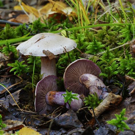 Cortinarius is possibly the largest genus of macrofungi, with thousands of species found so far, and more being described all the time. Cortinarius porphyropus | Cortinarius porphyropus (Alb ...