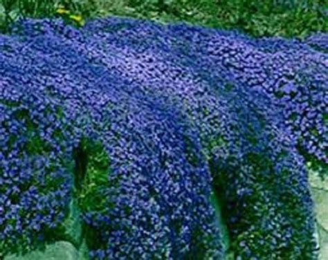 50 Aubrieta Royal Violet Rock Cress Perennial Deer Resistant