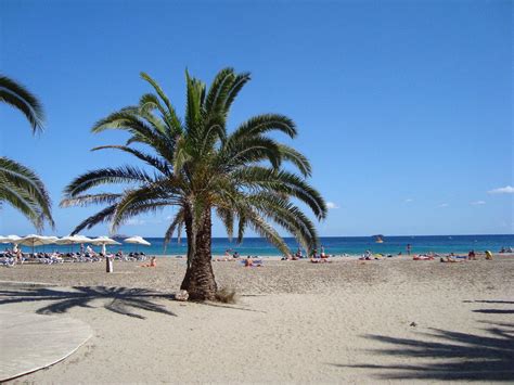 Es gibt mehr als 70 verschiedene auf der ganzen insel und viele von ihnen lohnen einen besuch. Bild "Palme am Strand" zu Ushuaia Ibiza Beach Hotel in ...