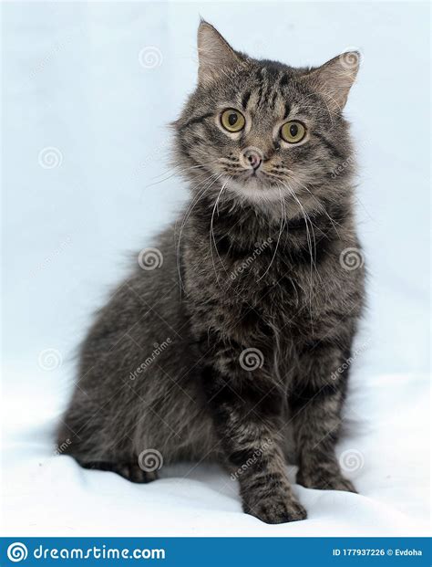 Fluffy Brown Cat Portrait Stock Photo Image Of Pretty 177937226
