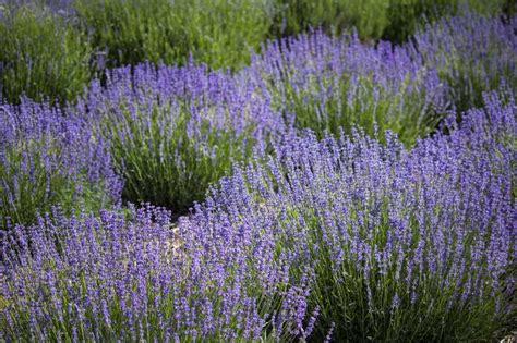 12 Companion Plants For Russian Sage With Pictures House Grail