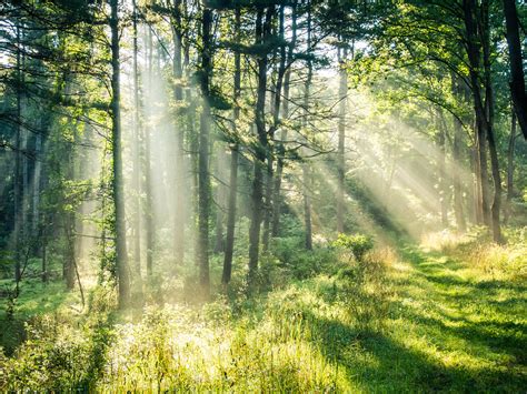 A clearing in the woods. Morning Forest {explored} | Forest clearing. | Jake | Flickr