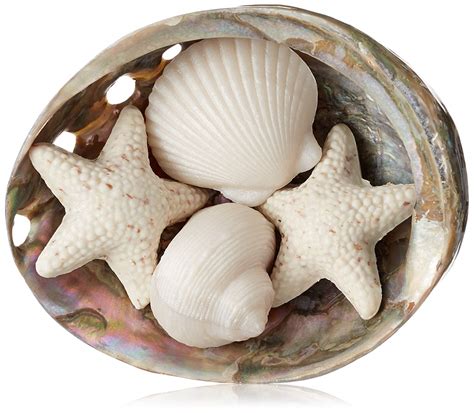 Free Photo Seashell Bone Seashore Nature Free Download Jooinn