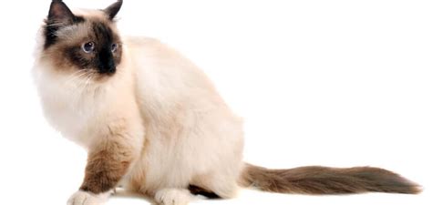 Birman Cat Breed Information And Personality Petstime