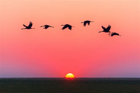 Birds At Sunset Photo Credit To Johannes Plenio Mostbeautiful