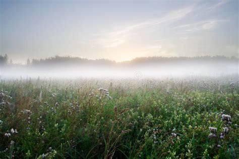 Foggy Meadow Sunrise Stock Image Image Of Park Farm 51353677