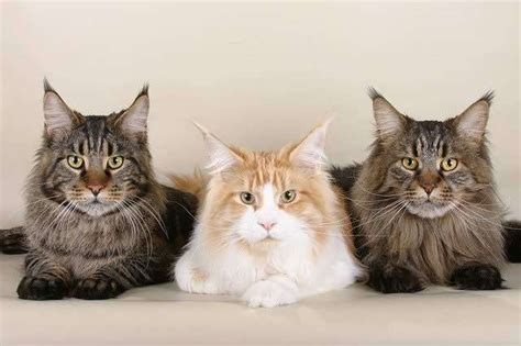 Are Maine Coons Part Lynx Maine Coon Central
