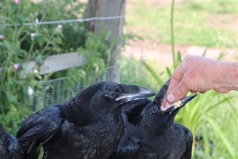 A Good Connection How A Pub Landlord Wound Up Raising Ravens Hatched