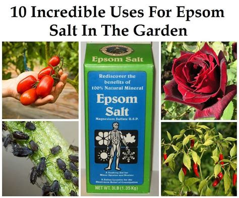 10 Incredible Uses For Epsom Salt In The Garden Awesome Tips For