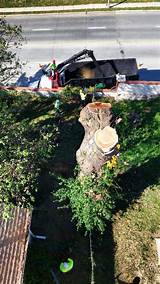 Images of Tree Removal Overland Park Ks