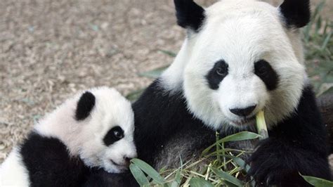 Giant Panda No Longer Endangered Cnn