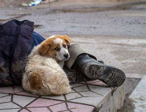 Vets To Help Homeless People With Pets During Winter Months