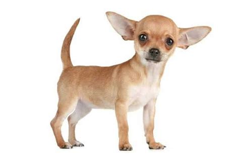 Perros Chihuahuas Historia Características Alimentación Fotos