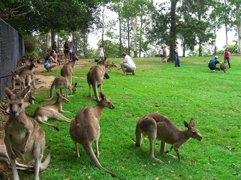 Brisbane Highlights Tour With Koala Sanctuary Gray Line