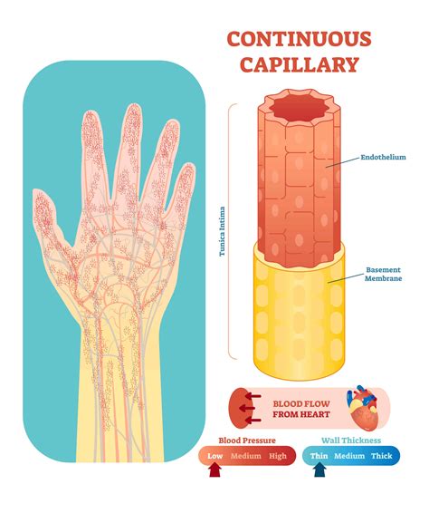 3 Types Of Capillaries Plus Interesting Facts