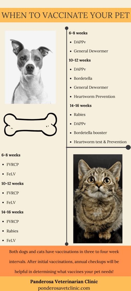 Most animals living in homes do not need vaccines every year. Ponderosa Veterinarian Clinic | How Often Do Cats Need to ...