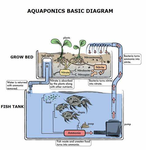  vegetables in a self sufficient system? Aquaponics! The Eco Guide