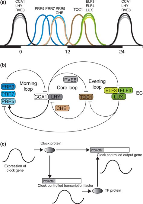 Circadian Oscillations In Clock Gene Expression Lead To A Global Rhythm