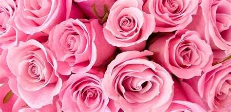 De color de rosa canción escrita e interpretada por prisma. Rosas rosadas
