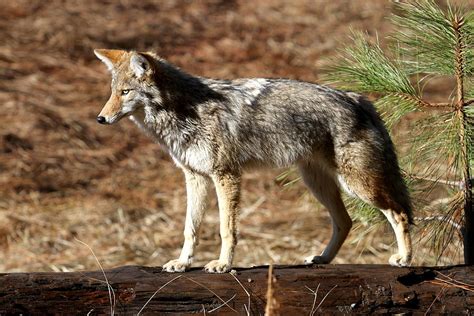 Coyote On The Prowl Photograph By Summer Vance Fine Art America