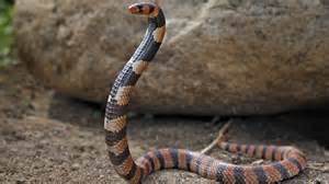 A snake of june see more ». Tiny organs grown from snake glands produce real venom ...