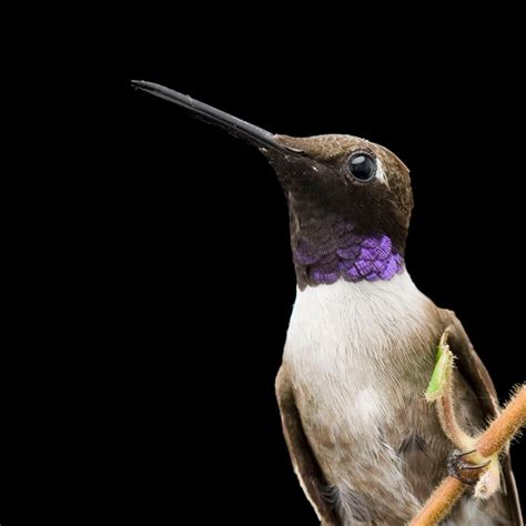 Black-Chinned Hummingbird | National Geographic