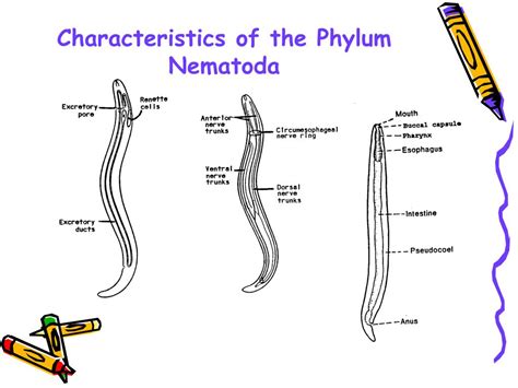 Ppt Nematodes Ascaris Lumbricoides Powerpoint Presentation Id457623