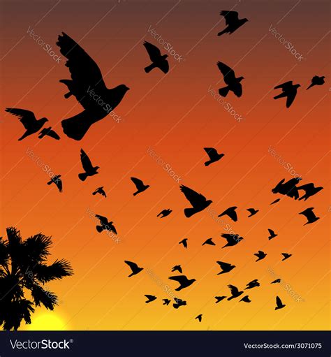 Sunset Birds Silhouettes Royalty Free Vector Image