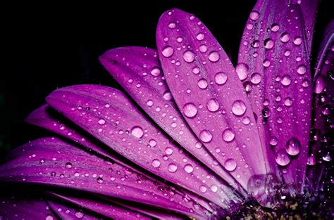 Droplets On Flowers Photo Contest Finalists Blog