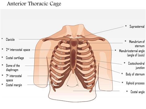 Jugular notch, sternoclavicular joint, superior border of clavicle, acromion , spinous processes of c7 inferior: 0514 Male chest wall anterior View Medical Images For ...
