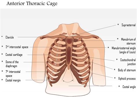 The eleventh and twelfth (floating) ribs have no distal attachment, but do give attachment to intercostal and abdominal wall muscles. 0514 Male chest wall anterior View Medical Images For ...