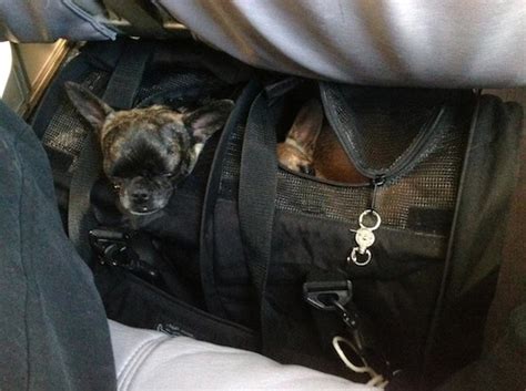 Maybe you would like to learn more about one of these? Reader's report: Flying with two dogs in a divided carrier ...