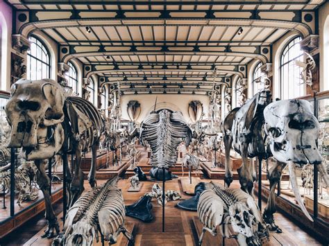Museum Of Natural History Paris —ala Champ