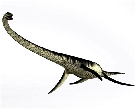 Elasmosaurus Was A Plesiosaur Marine Reptile That Lived During The