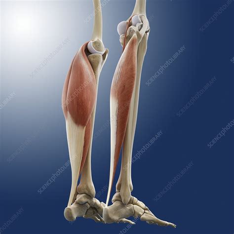 Calf Muscles Artwork Stock Image C0145064 Science Photo Library