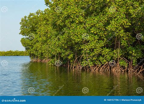 Gambia Mangroves Green Mangrove Trees In Forest Stock Photo Image Of